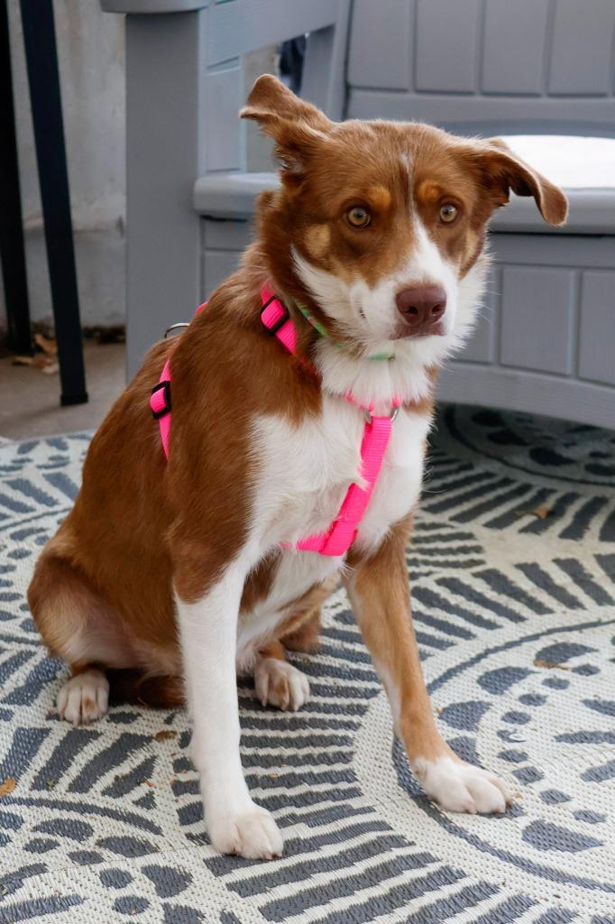Enlarge Ella - Foster to Adopt, a Adoptable mixed breed in Savage, MN image 1/2