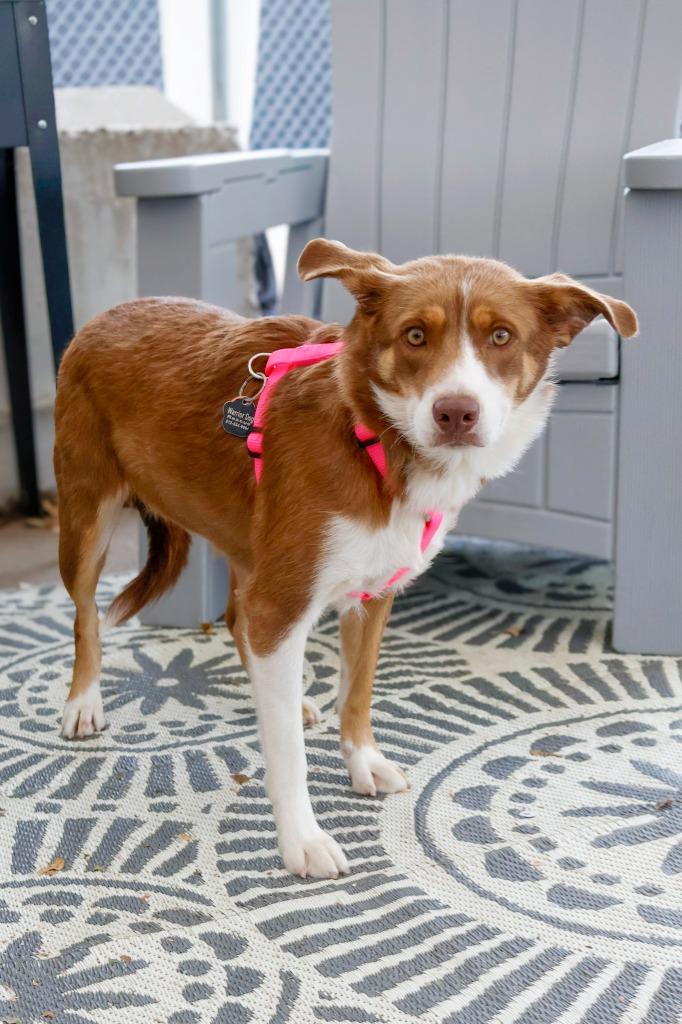 Enlarge Ella - Foster to Adopt, a Adoptable mixed breed in Savage, MN image 2/2