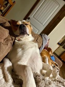 Jasper, a Adoptable mixed breed in Hamilton, MT image 1/6