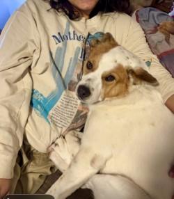 Jasper, a Adoptable mixed breed in Hamilton, MT image 2/6