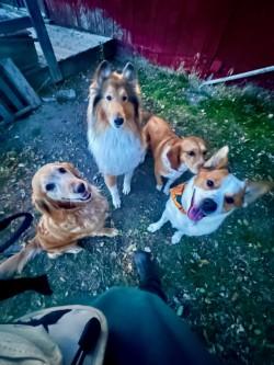 Jasper, a Adoptable mixed breed in Hamilton, MT image 3/6