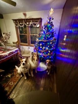 Jasper, a Adoptable mixed breed in Hamilton, MT image 4/6