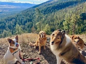 Jasper, a Adoptable mixed breed in Hamilton, MT image 5/6