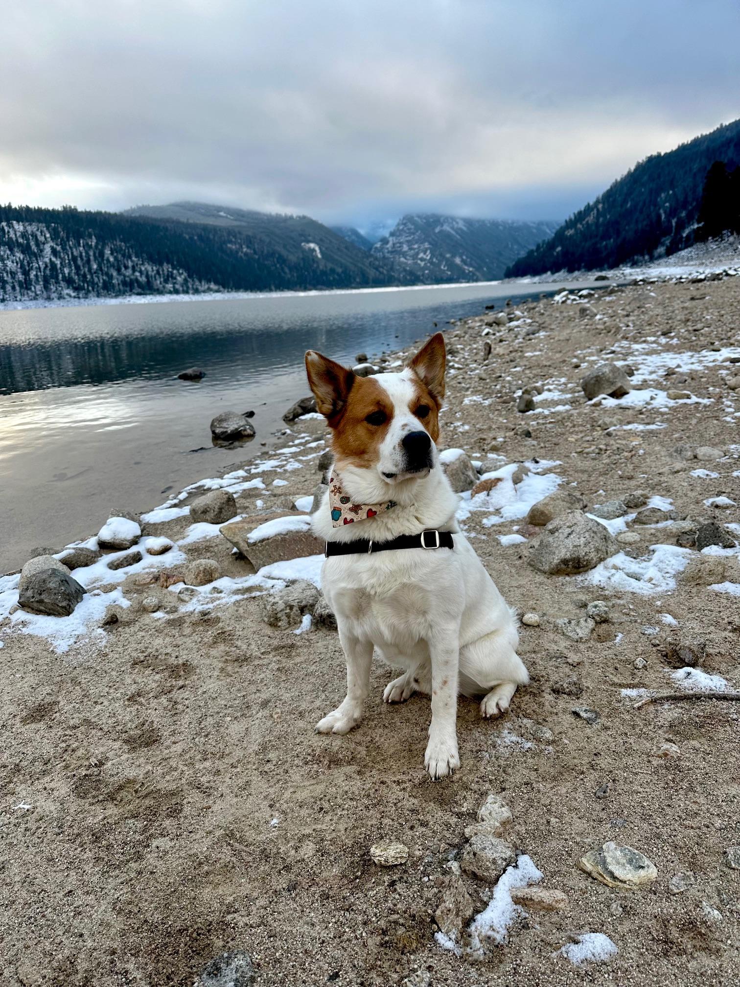Jasper, a Adoptable mixed breed in Hamilton, MT image 6/6