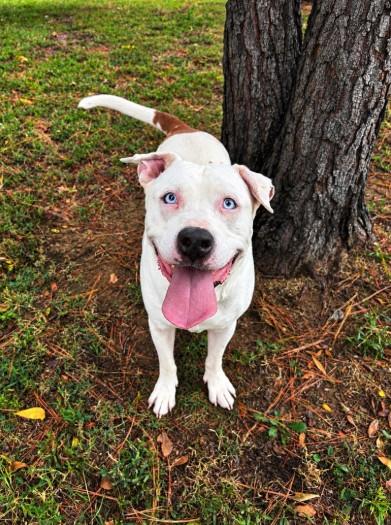 Enlarge MARSHMALLOW, a Adoptable Pit Bull Terrier in Jenks, OK image 1/1
