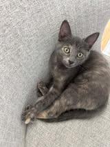 Beanie Baby, Adoptable, Kitten Female Domestic Short Hair.