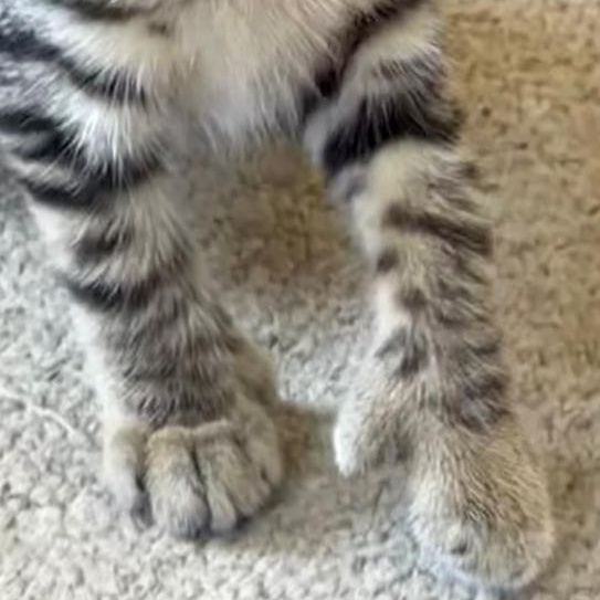 Wagner, an adopted Tabby in Central Falls, RI image 5/5