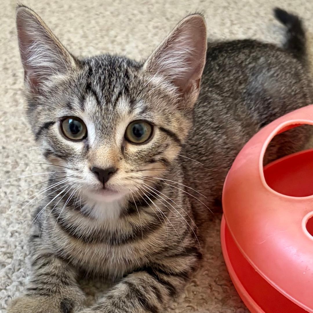 Wagner, an adopted Tabby in Central Falls, RI image 2/5