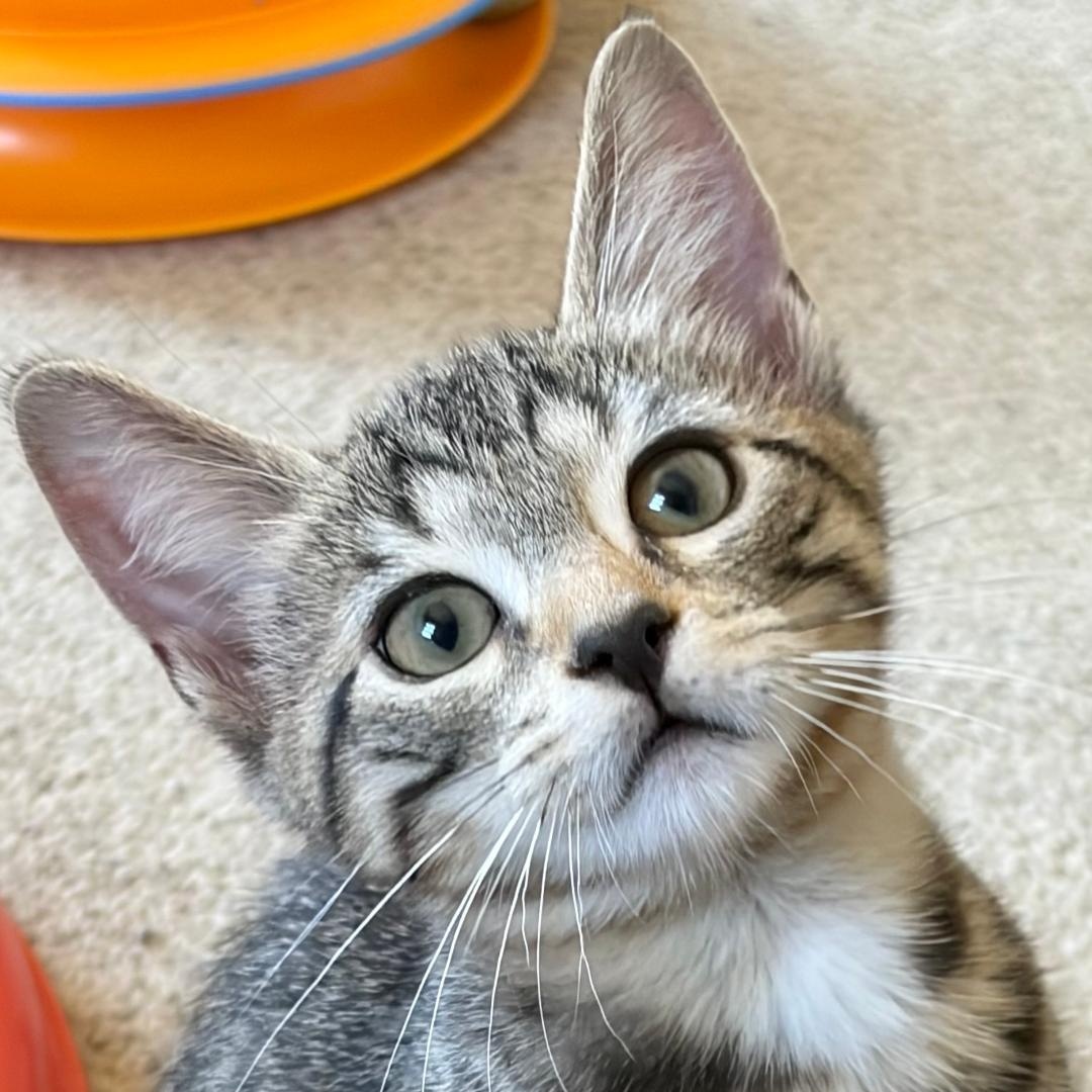 Wagner, an adopted Tabby in Central Falls, RI image 3/5