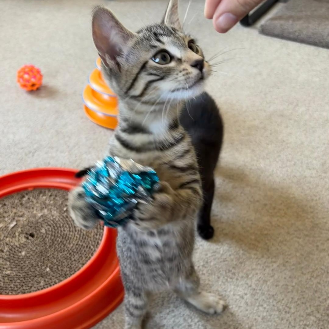 Wagner, an adopted Tabby in Central Falls, RI image 1/5