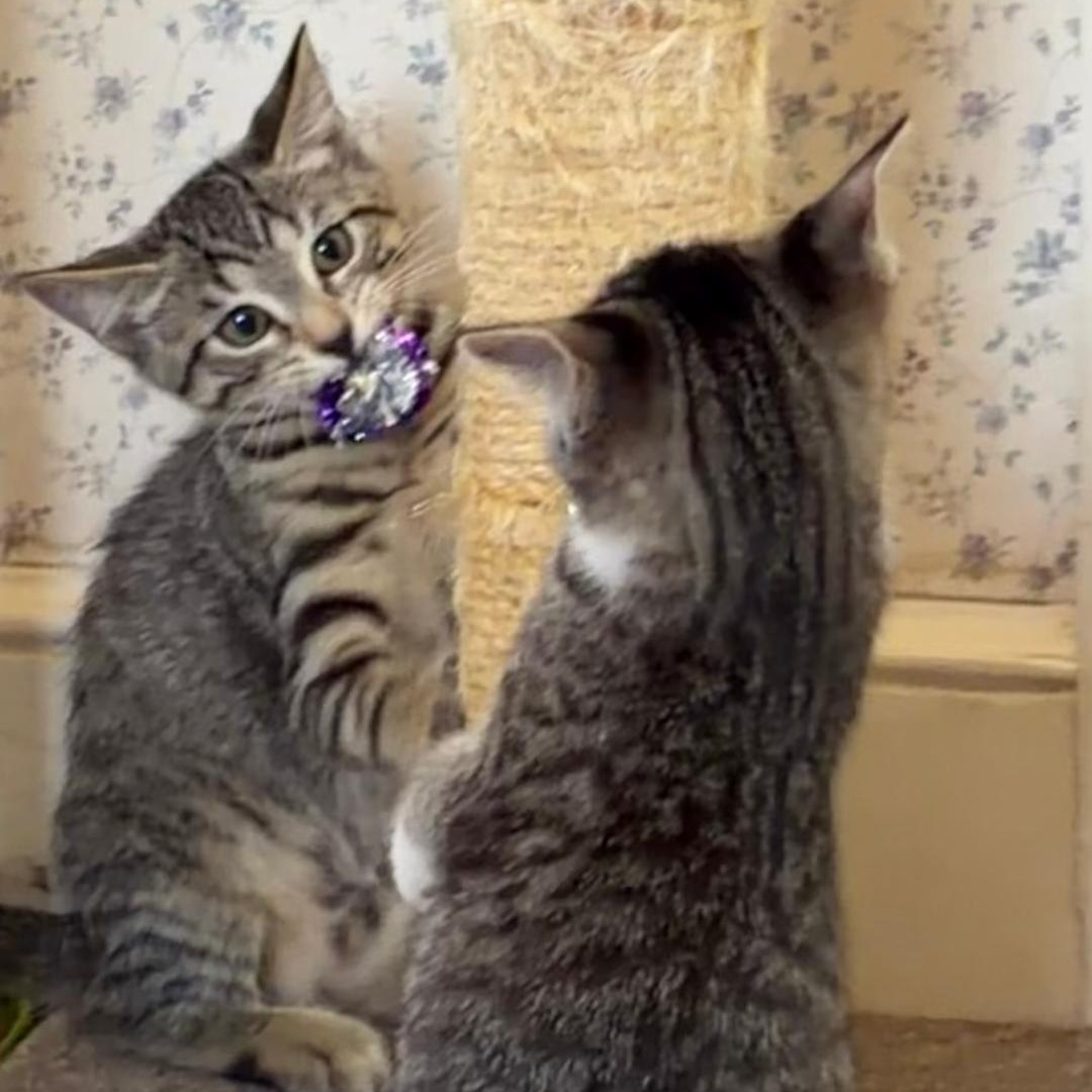 Wagner, an adopted Tabby in Central Falls, RI image 4/5