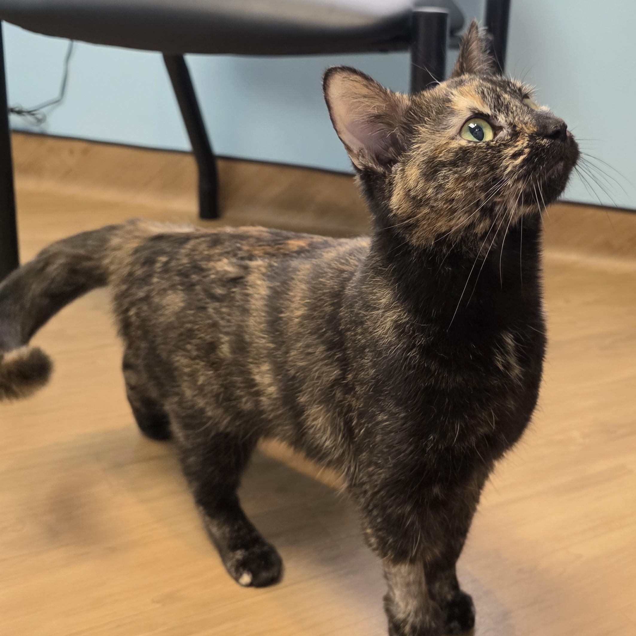 Enlarge Chanel, a Adoptable Domestic Short Hair in Macomb Twp, MI image 5/6