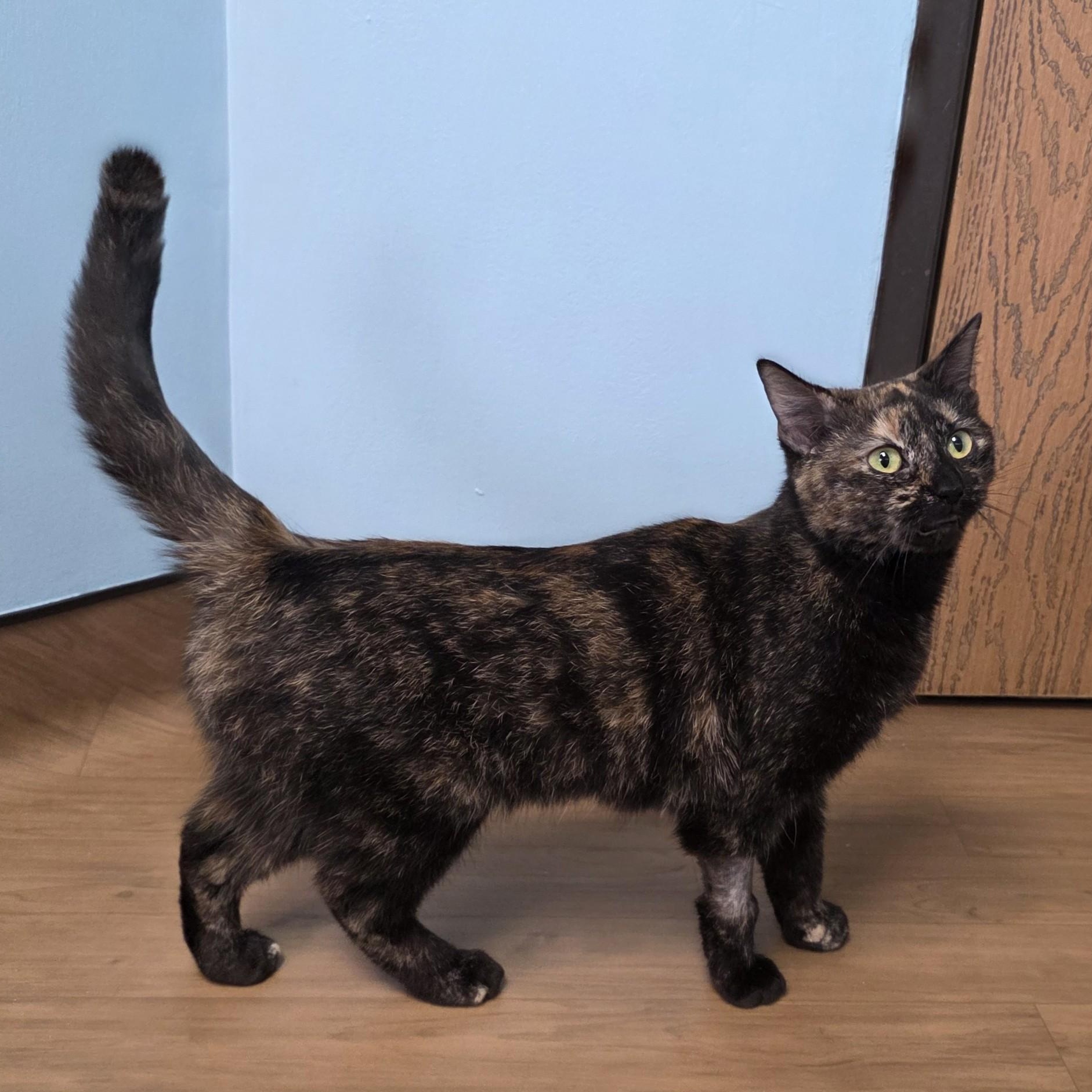 Enlarge Chanel, a Adoptable Domestic Short Hair in Macomb Twp, MI image 2/6