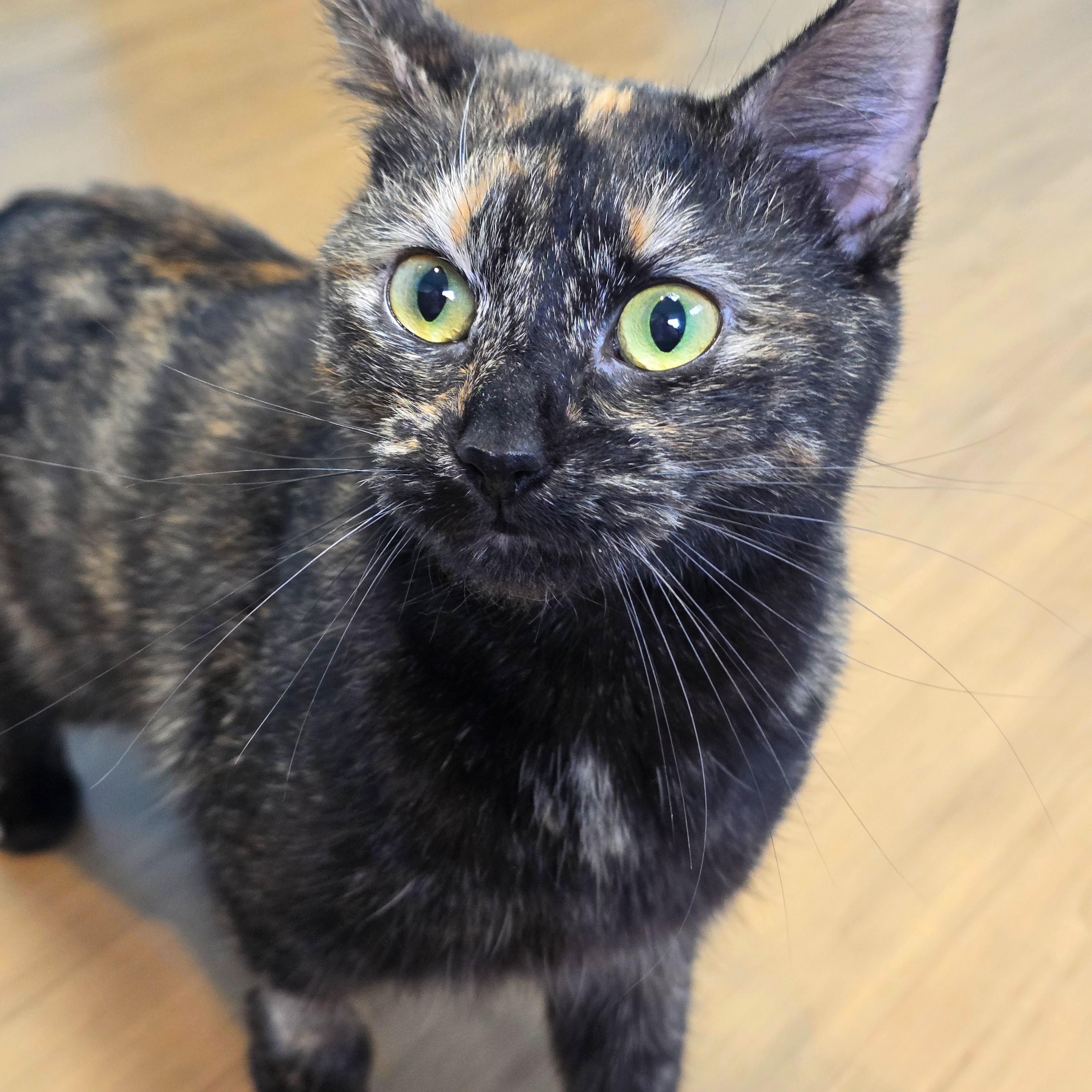 Chanel, Adoptable, Young Female Domestic Short Hair.