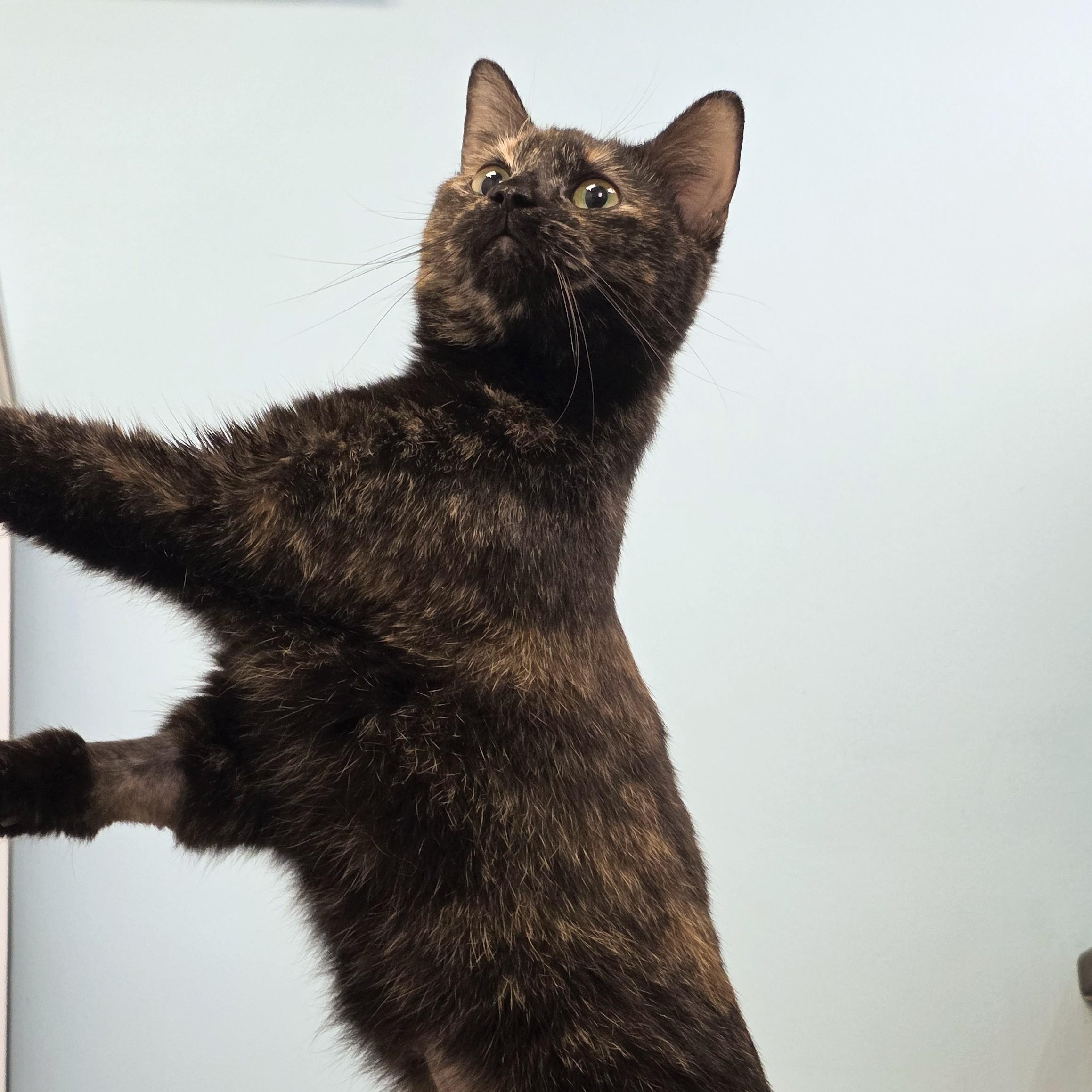 Enlarge Chanel, a Adoptable Domestic Short Hair in Macomb Twp, MI image 4/6