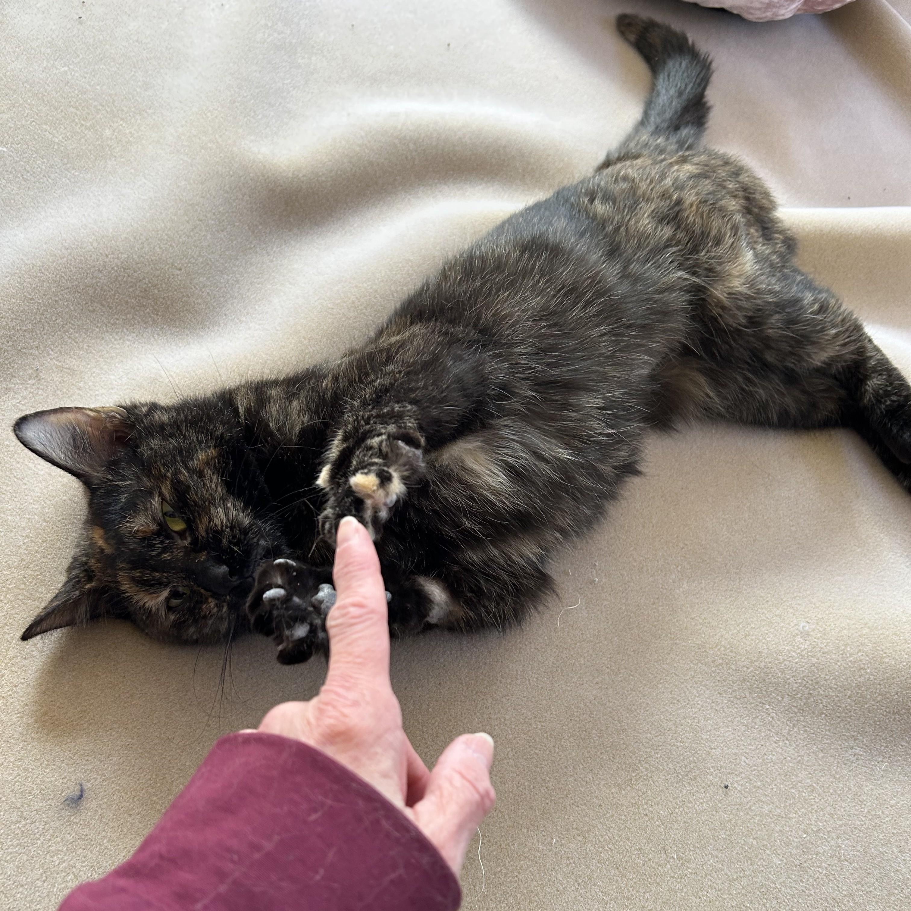 Enlarge Chanel, a Adoptable Domestic Short Hair in Macomb Twp, MI image 3/6