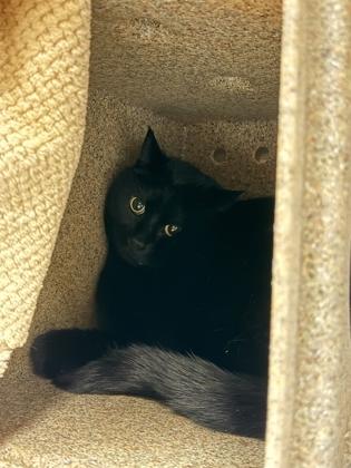 Elton, ADOPTABLE, Young Male Domestic Short Hair.