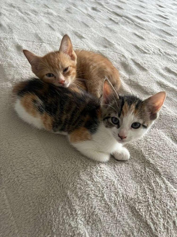 Tiger Lily, Adoptable, Kitten Female Domestic Short Hair.