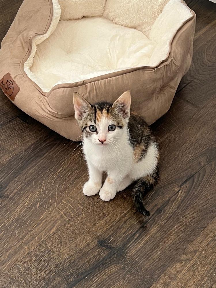 Tiger Lily, a Adoptable Domestic Short Hair in Lake Wylie, SC image 2/3