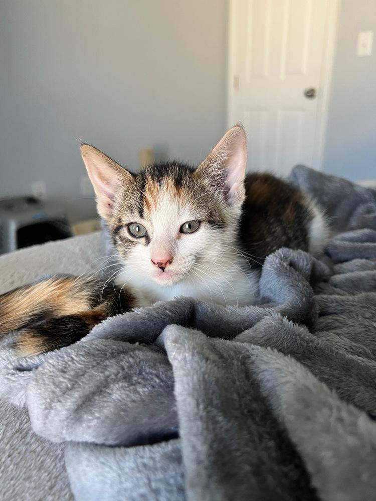 Tiger Lily, a Adoptable Domestic Short Hair in Lake Wylie, SC image 3/3