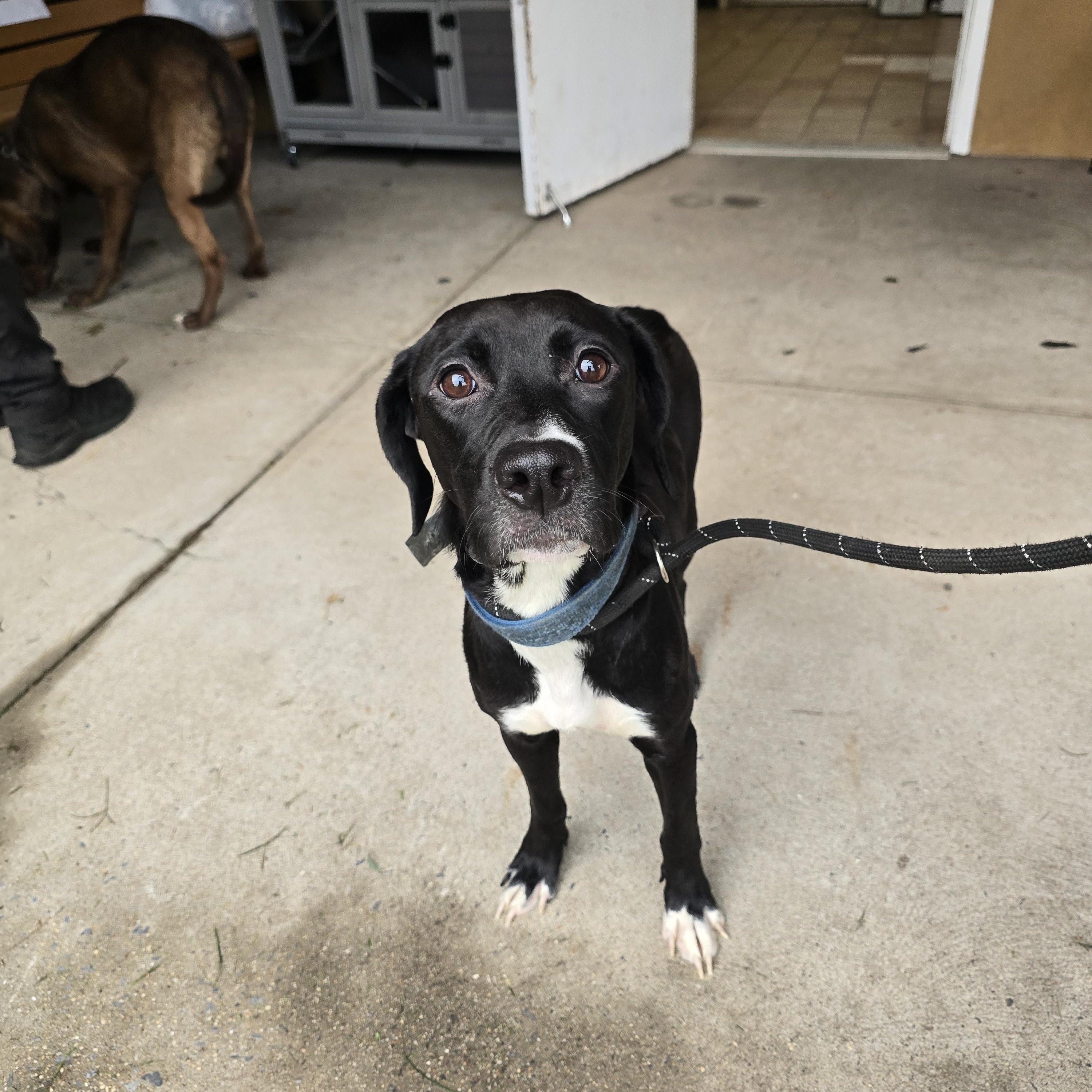 Zoey, Adoptable, Young Female Black Labrador Retriever.