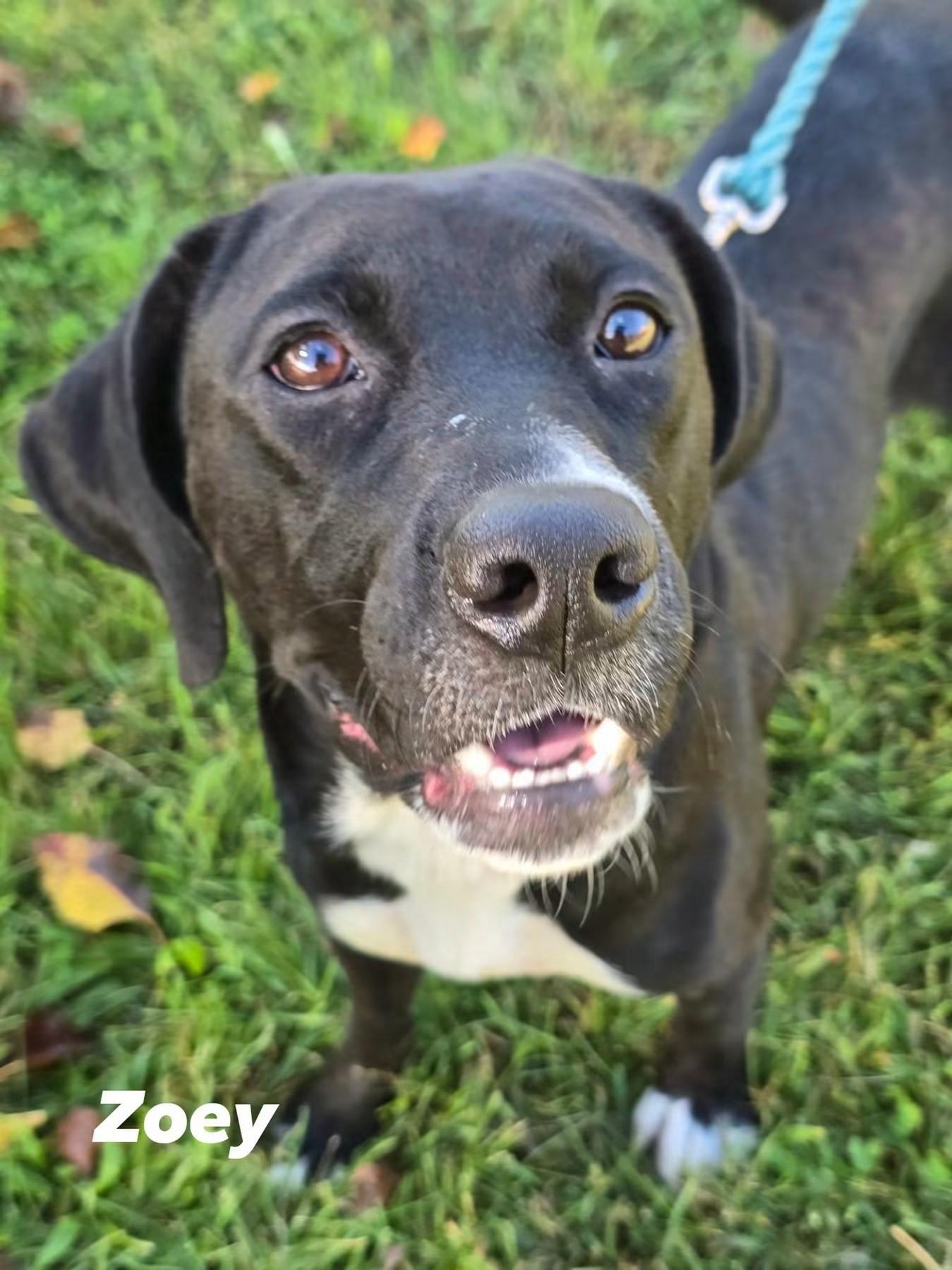 Zoey, Adoptable, Young Female Black Labrador Retriever.