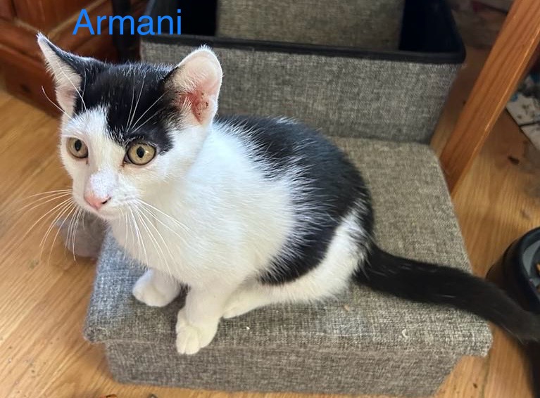 Cat for adoption Armani, an American Shorthair in Warminster, PA