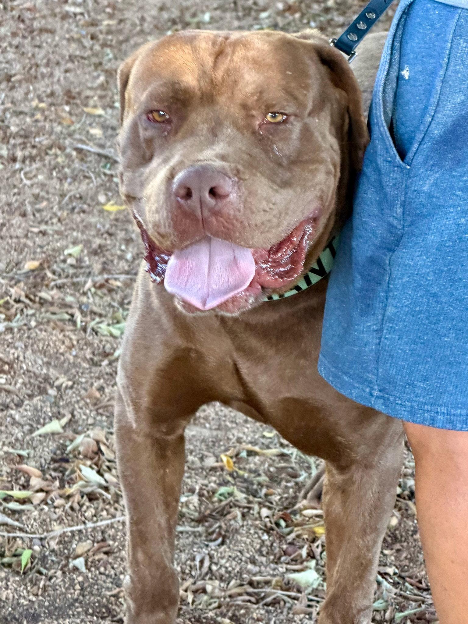 King, Adoptable, Young Male Mastiff.