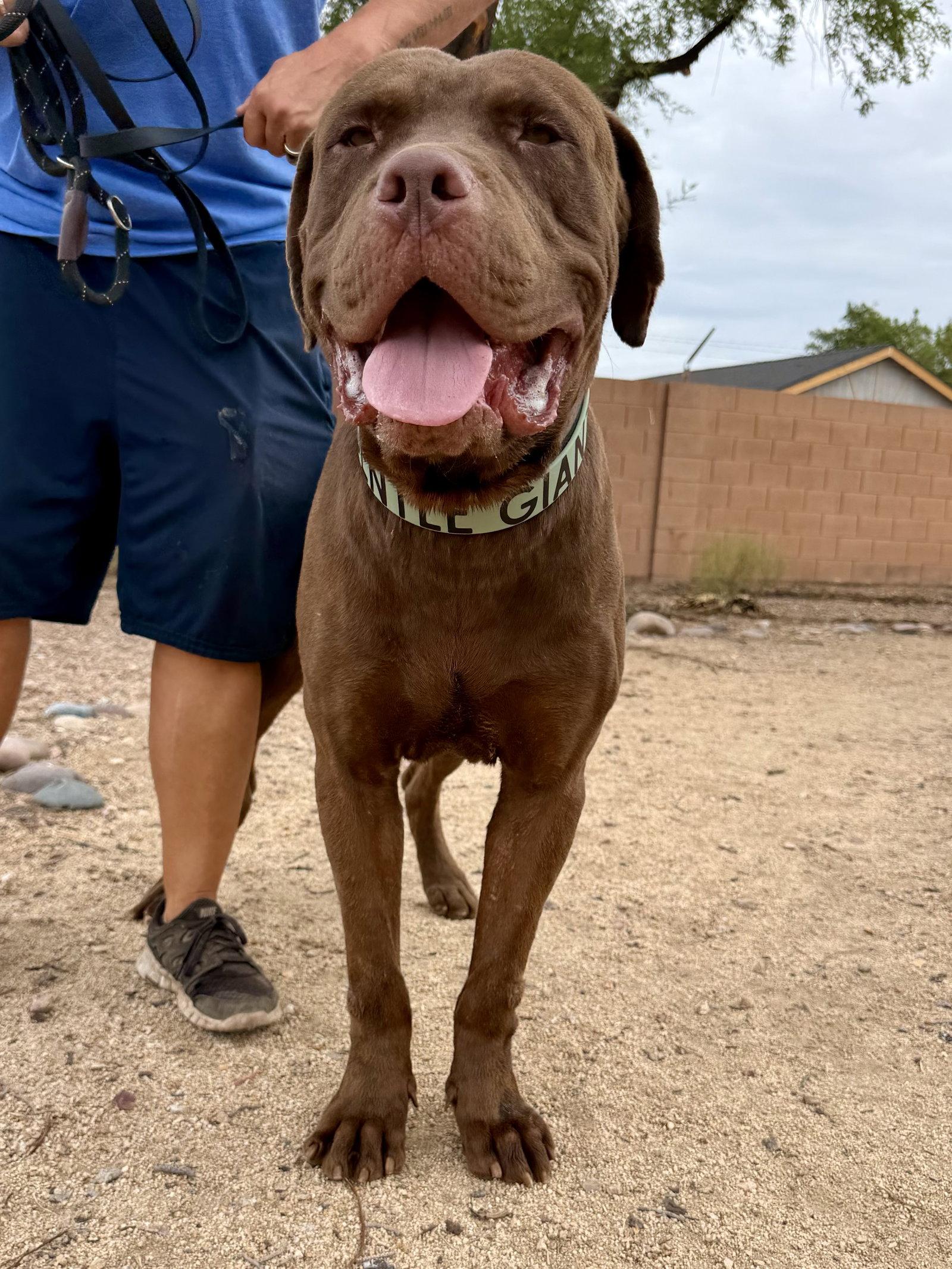 Enlarge King, a Adoptable Mastiff in Glendale, AZ image 2/3