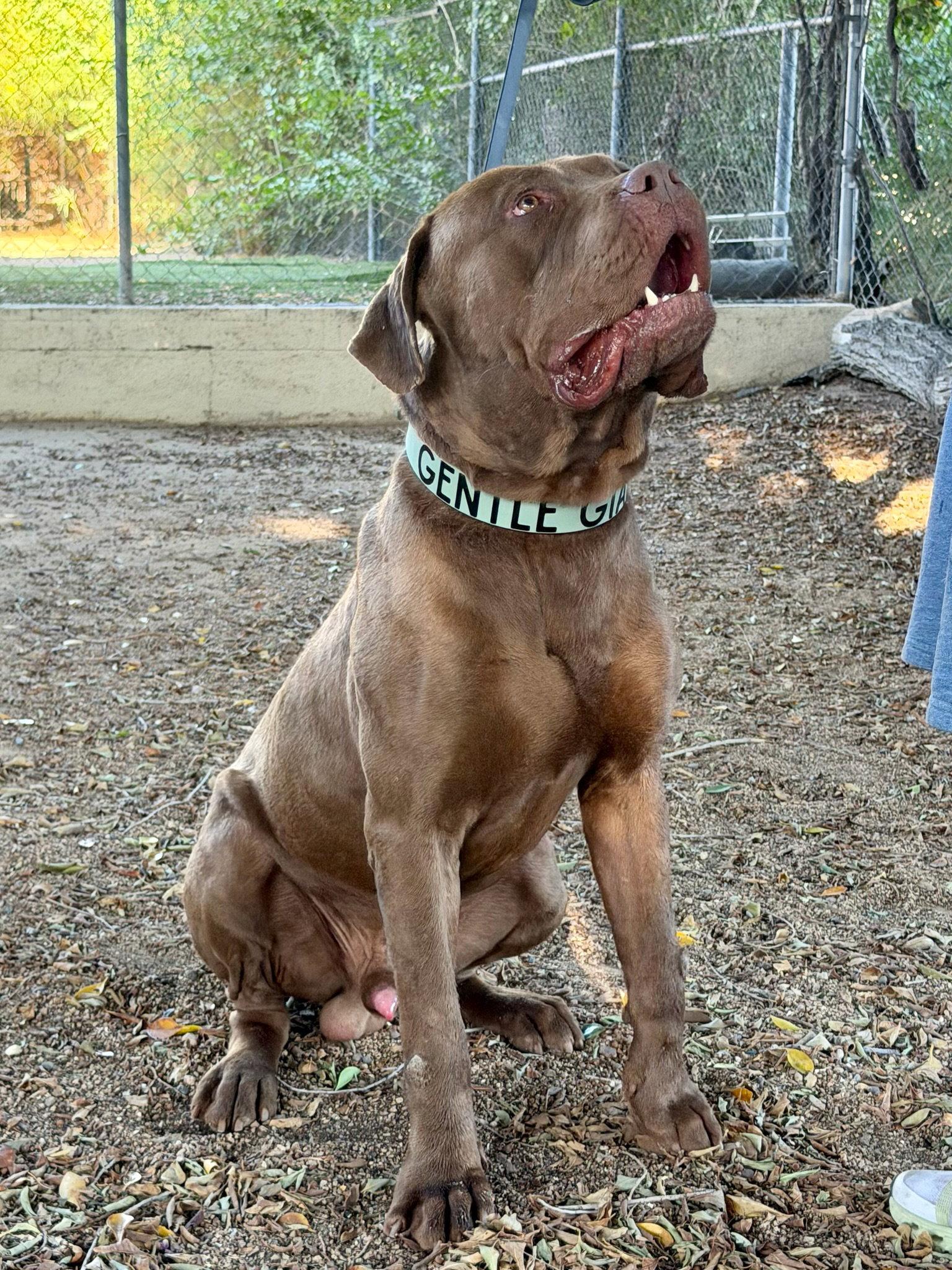 Enlarge King, a Adoptable Mastiff in Glendale, AZ image 3/3