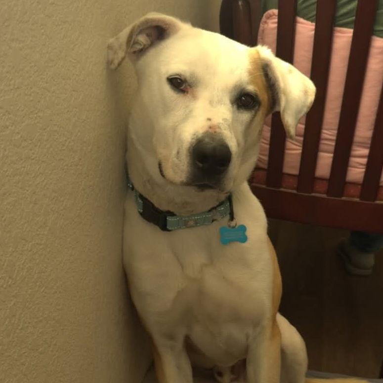 Henri, a Adoptable Pit Bull Terrier in Yreka, CA image 2/6