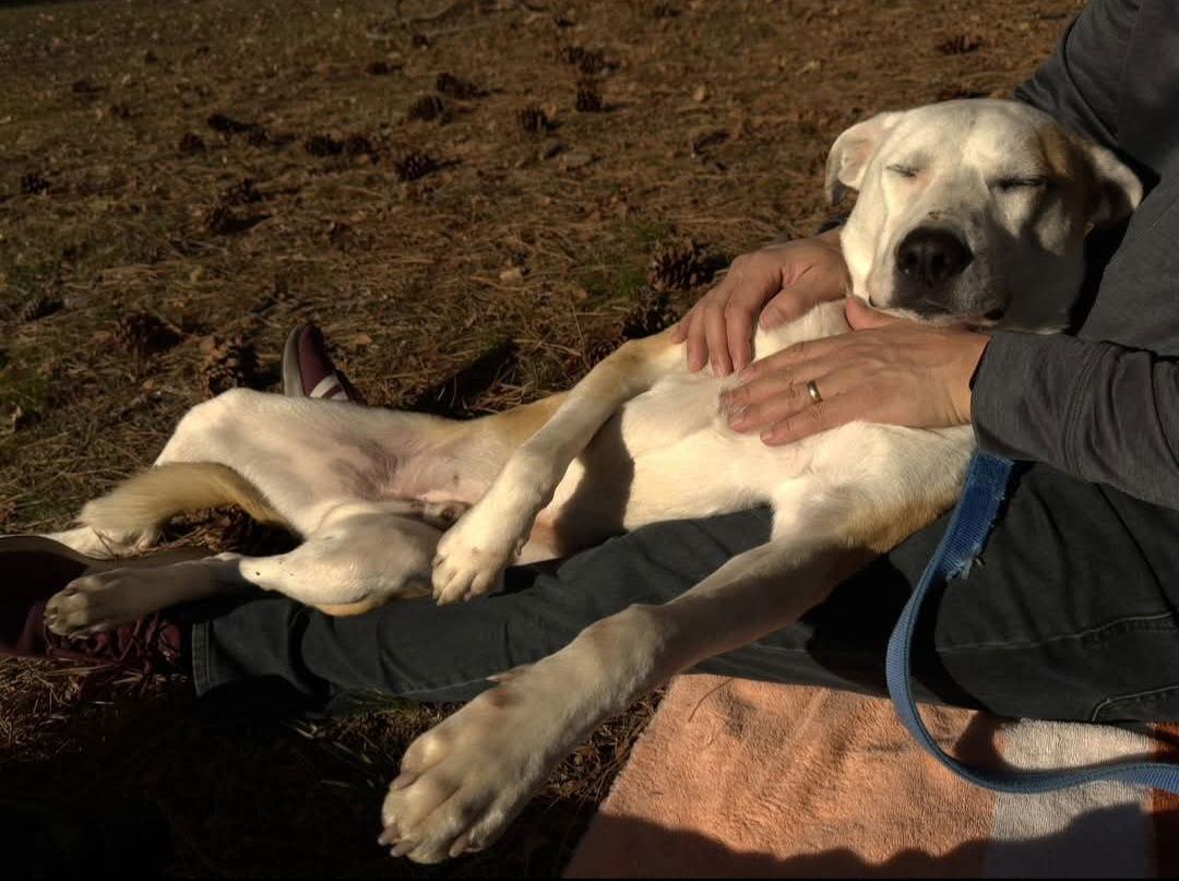Henri, a Adoptable Pit Bull Terrier in Yreka, CA image 3/6