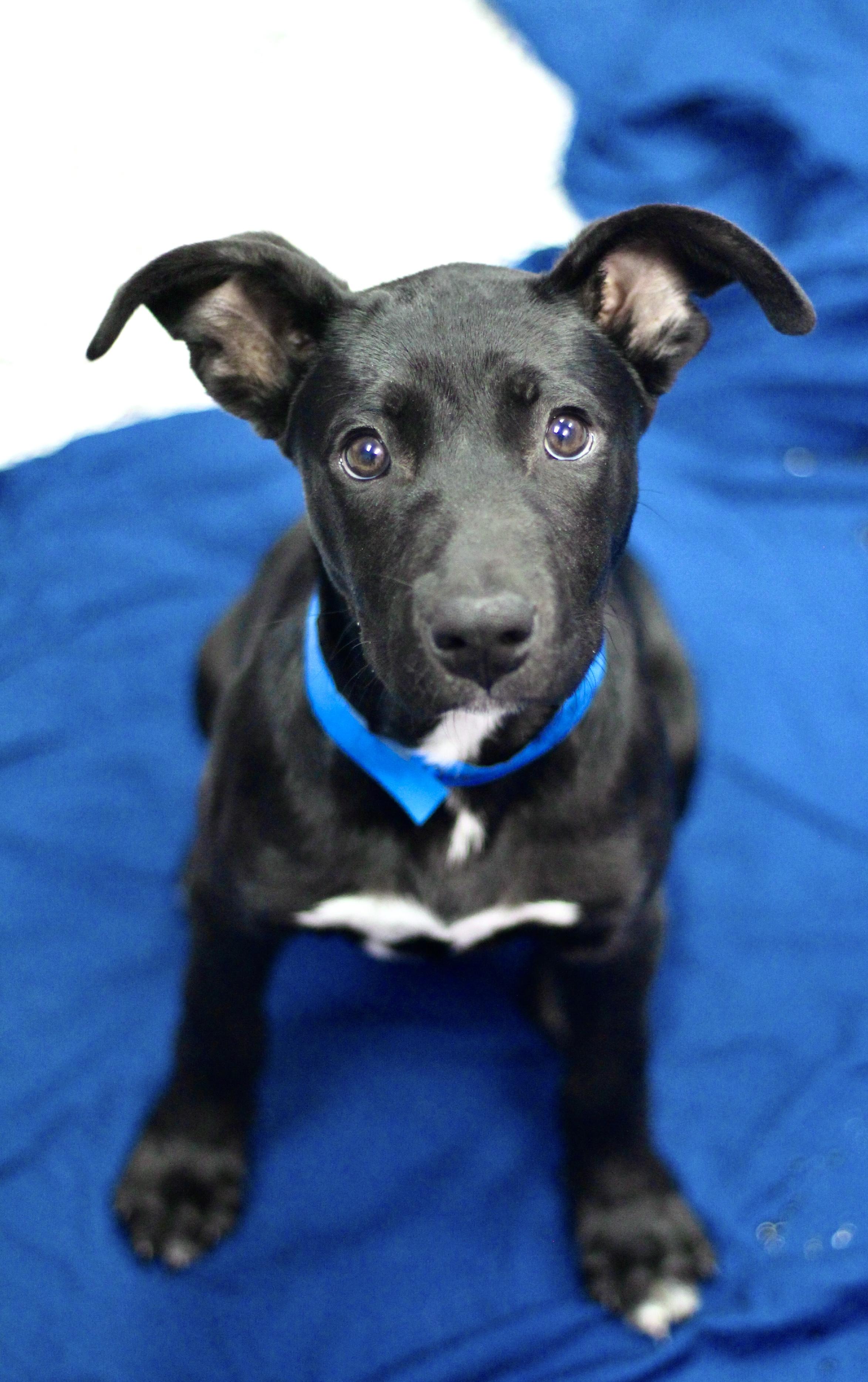 Chase in NH! Come Meet our Adoptable Dogs Wednesday-Saturday. More info in Bio!