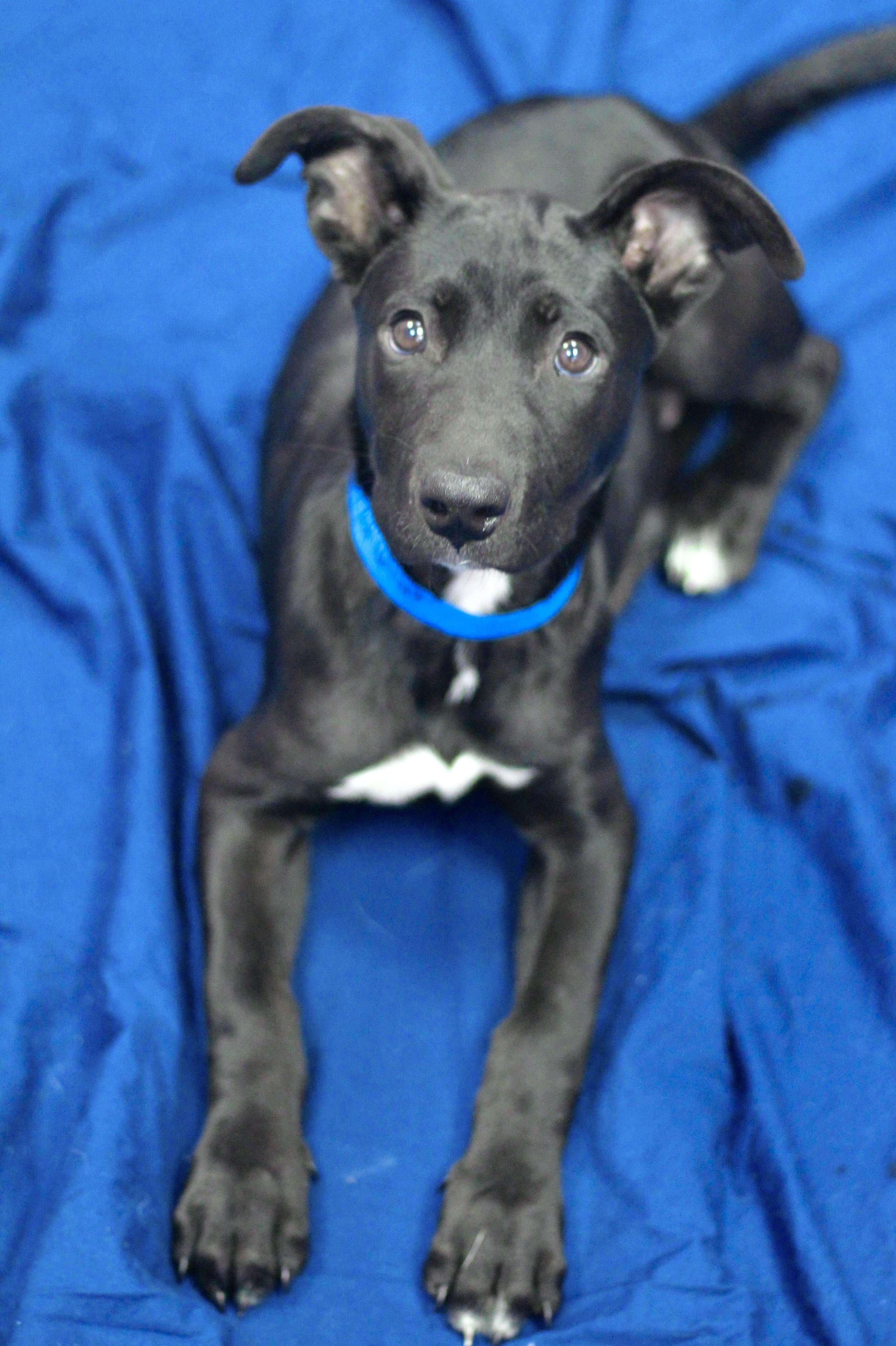 Chase in NH! Come Meet our Adoptable Dogs Wednesday-Saturday. More info in Bio!