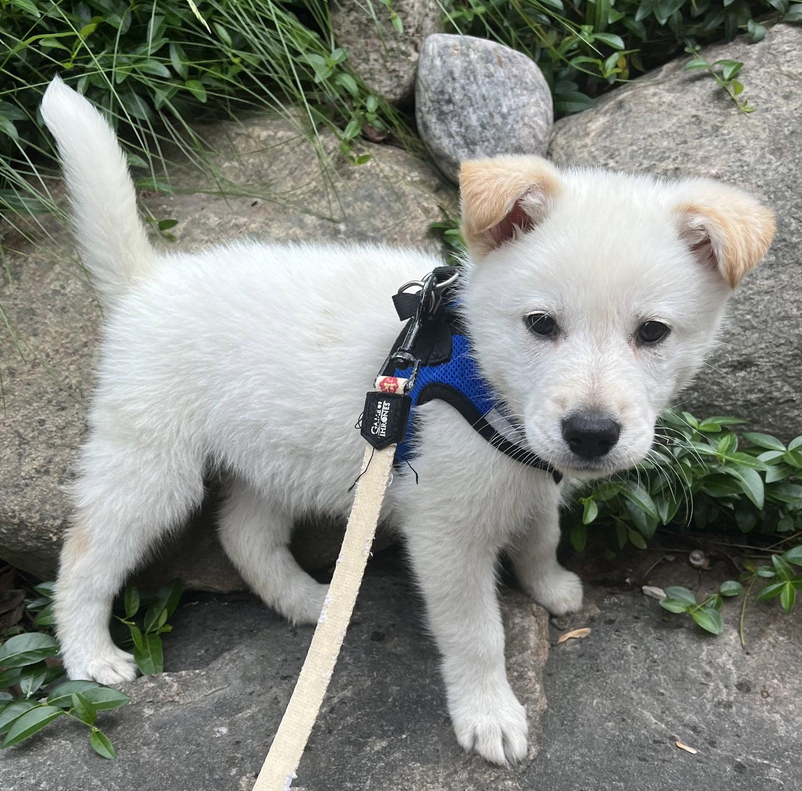 PAPAYA, Adoptable, Puppy Male Labrador Retriever & Husky.