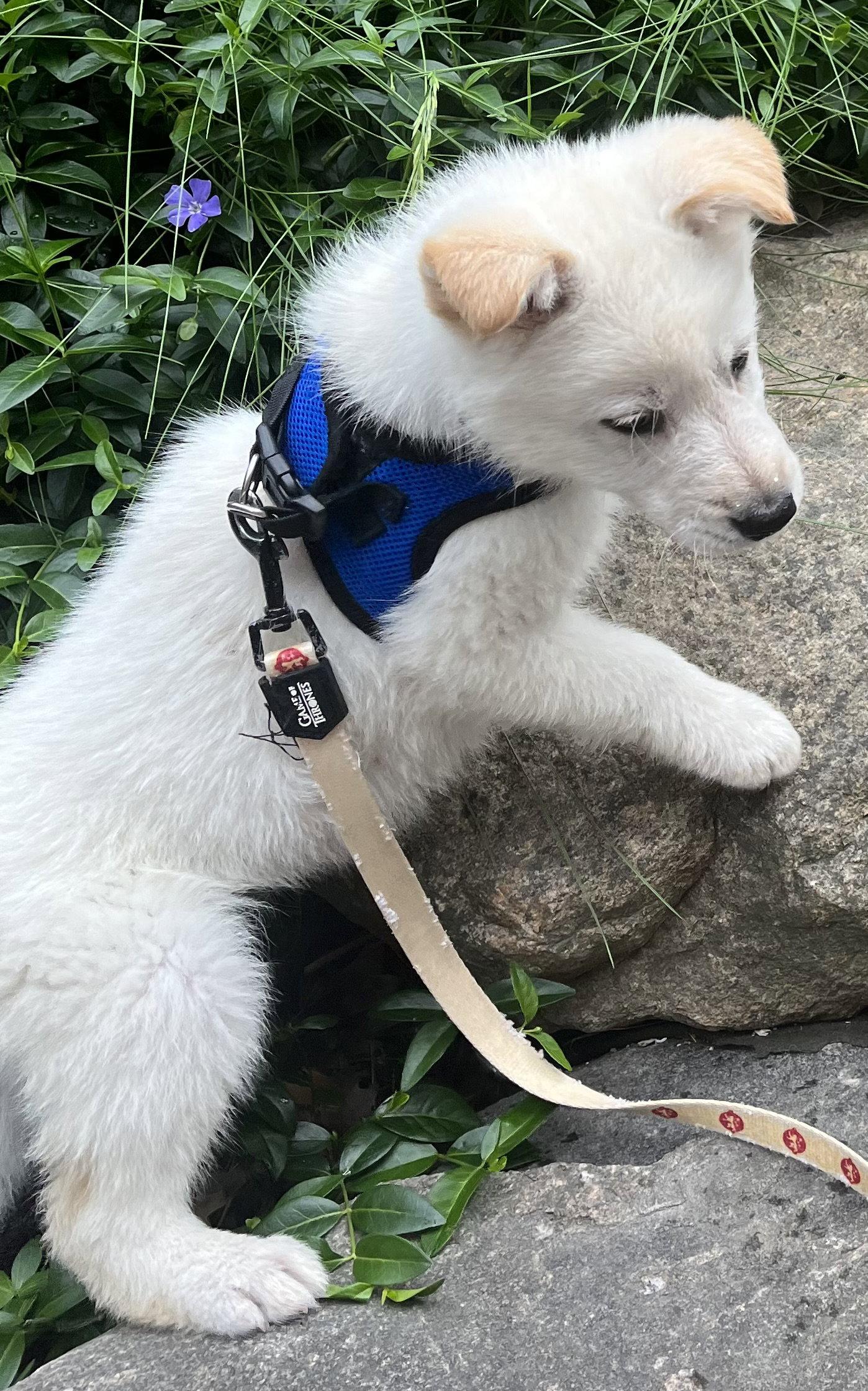 PAPAYA, a Adoptable mixed breed in Minesing, ON image 2/3