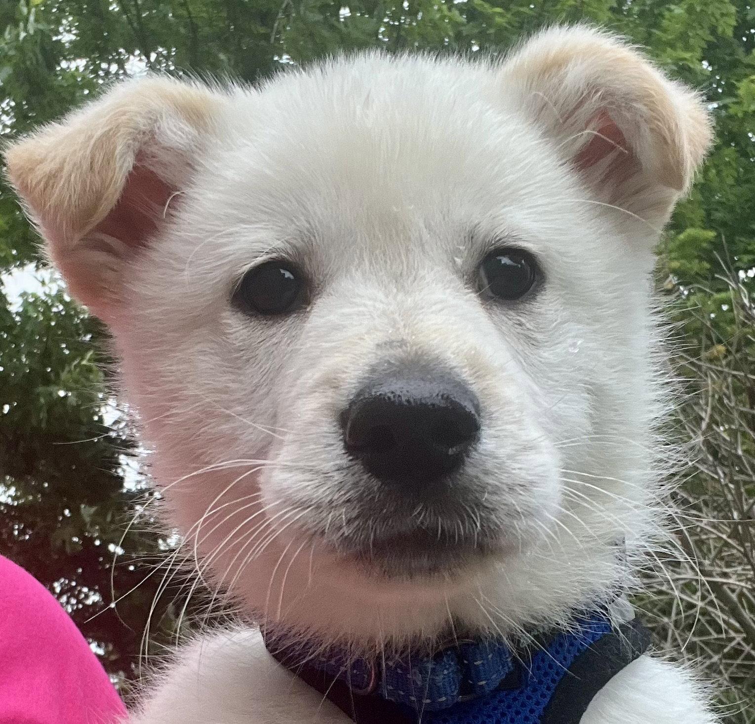 PAPAYA, a Adoptable mixed breed in Minesing, ON image 3/3