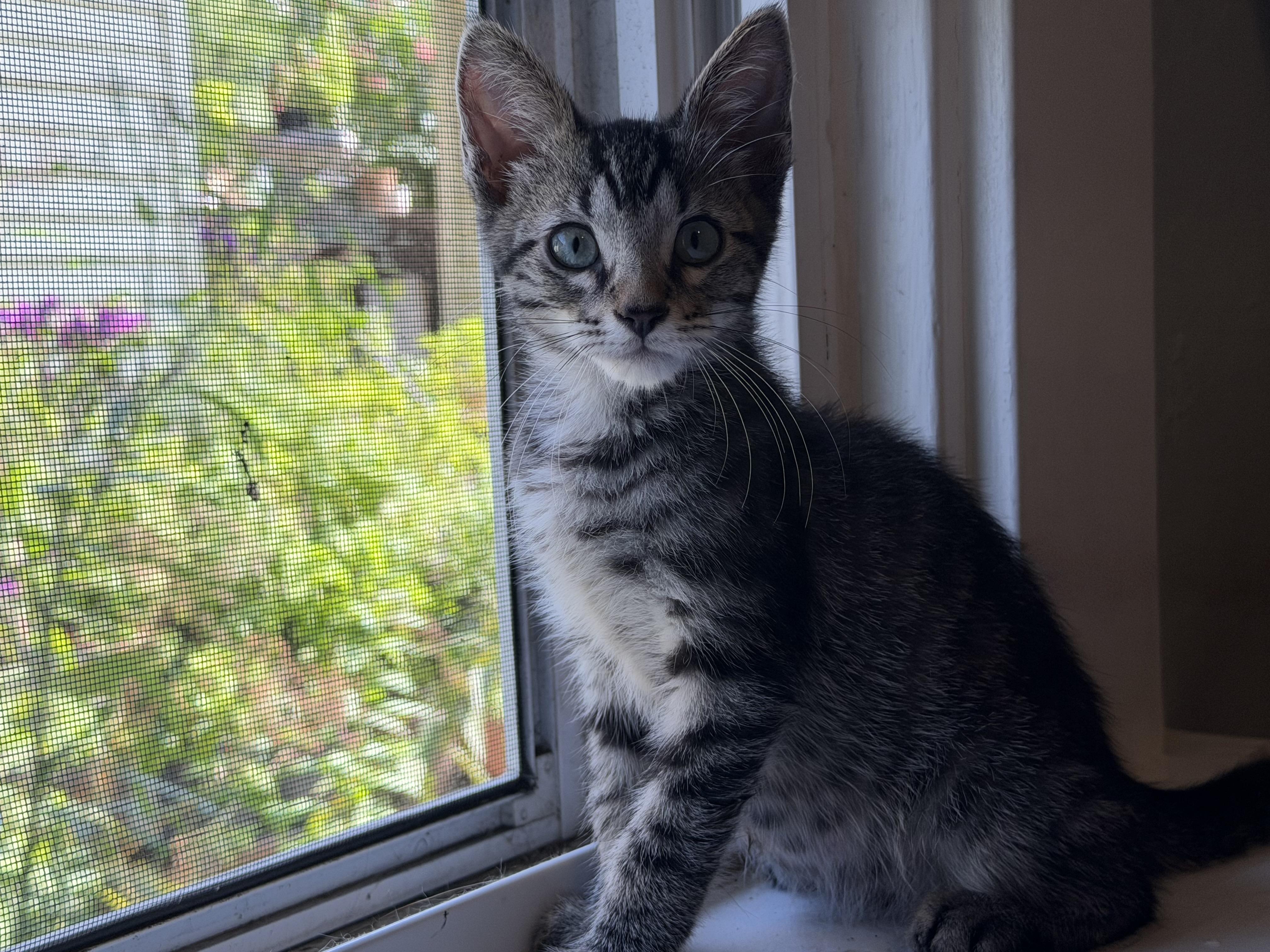 Enlarge Ajax, a ADOPTABLE mixed breed in Cincinnati, OH image 4/6