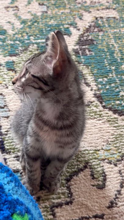 Enlarge Ajax, a ADOPTABLE mixed breed in Cincinnati, OH video 6/6