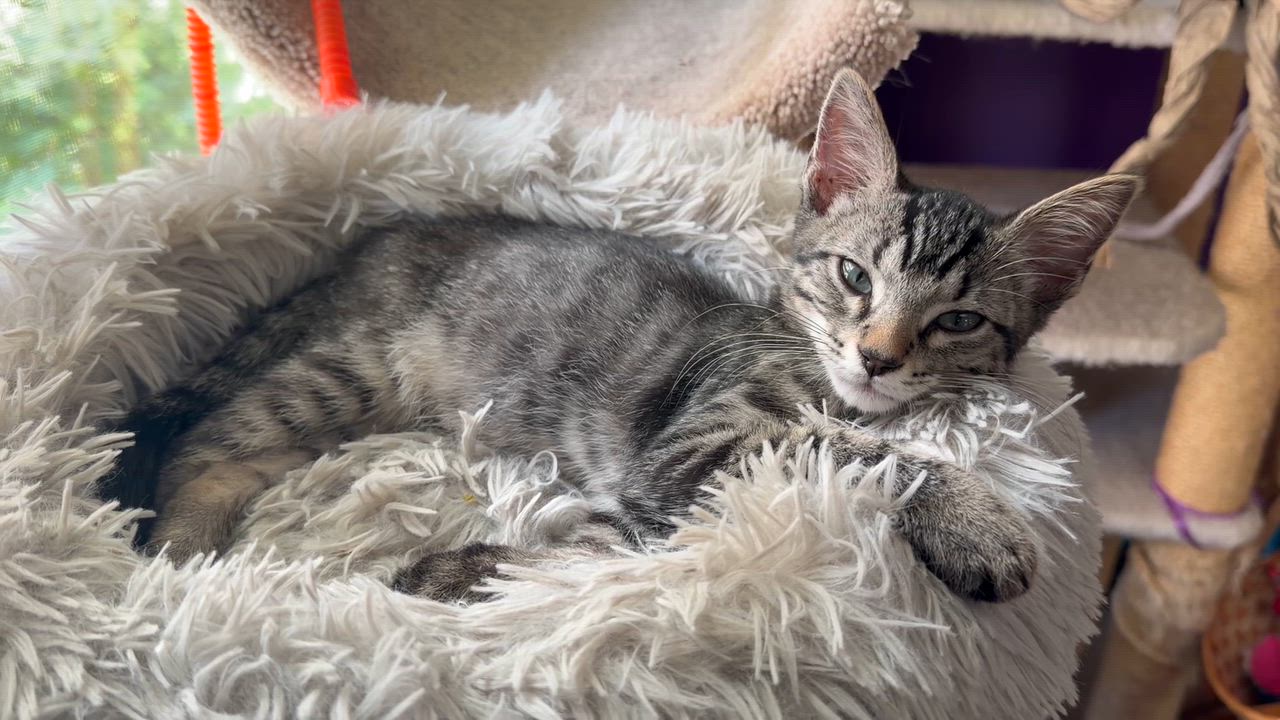 Enlarge Ajax, a ADOPTABLE mixed breed in Cincinnati, OH video 1/6