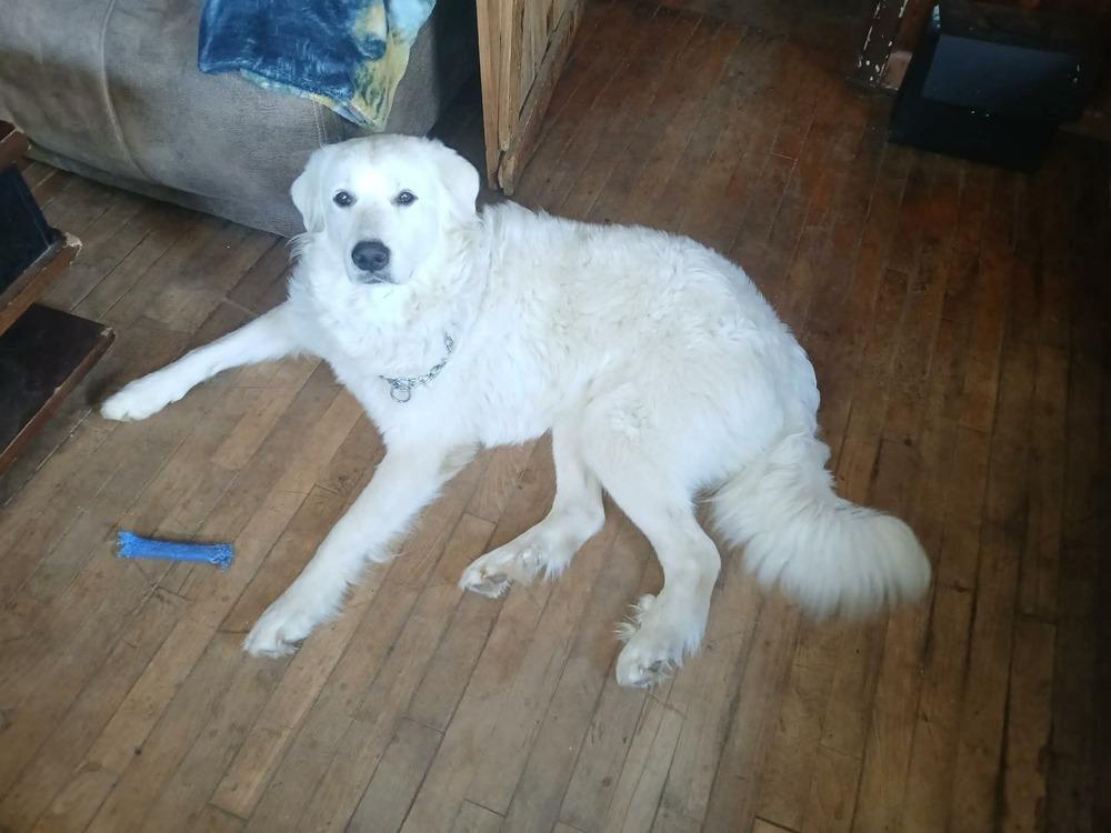 Nakita, Adopted, Adult Female Great Pyrenees.