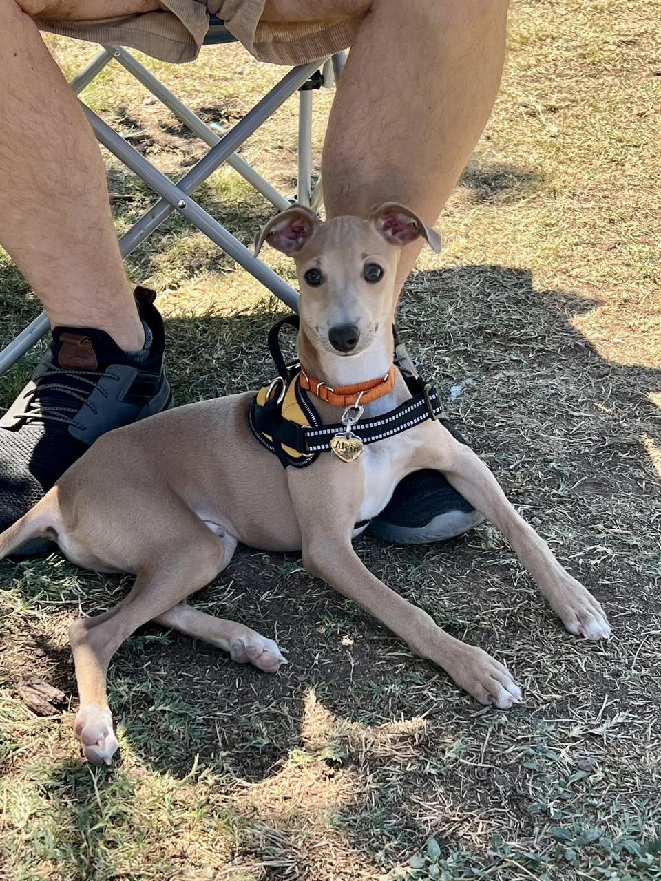Alvin, an adopted Italian Greyhound in Las Vegas, NV image 1/2