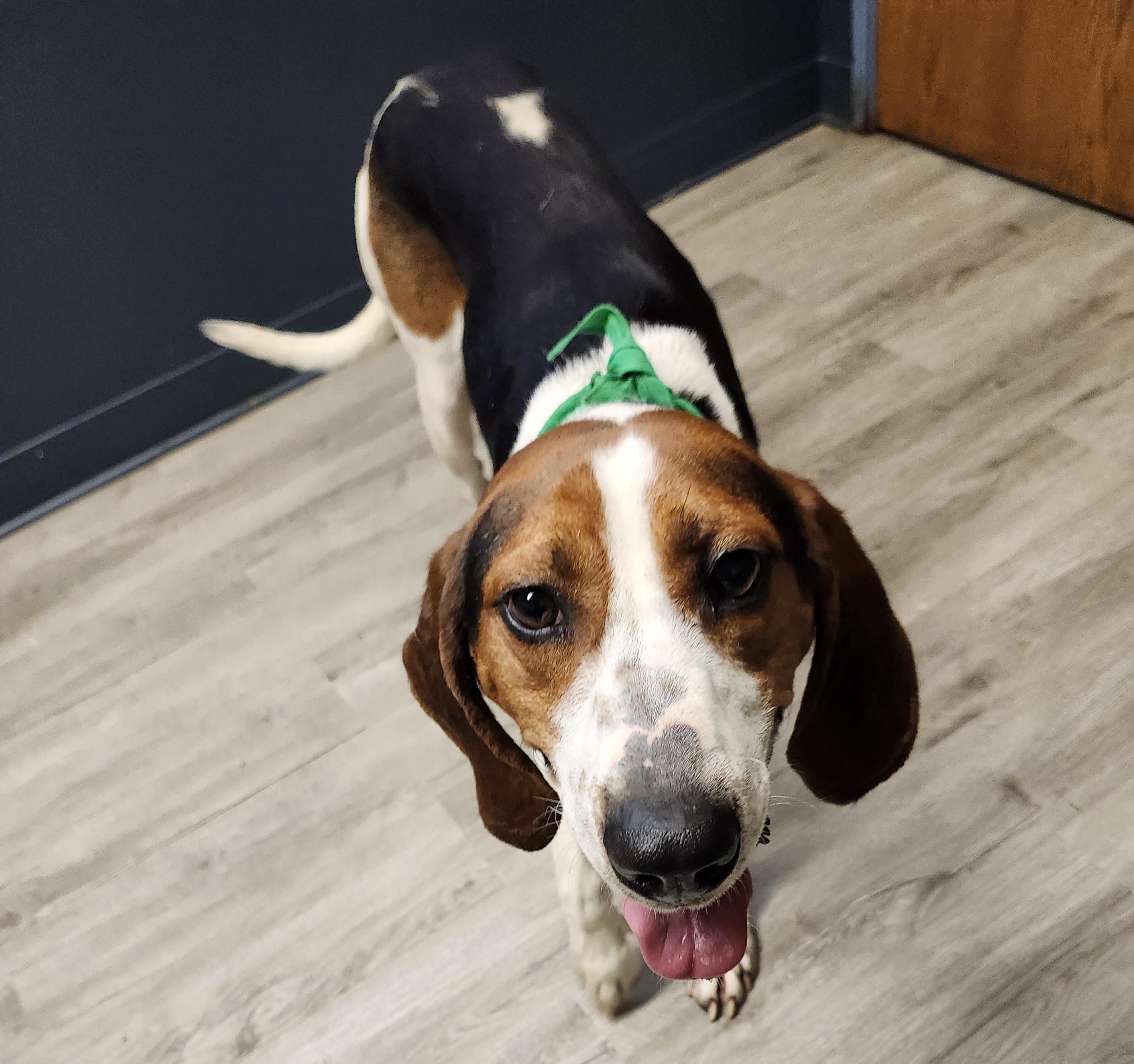 Enlarge Ol' Red, an adopted Treeing Walker Coonhound in Mansfield, OH image 4/4