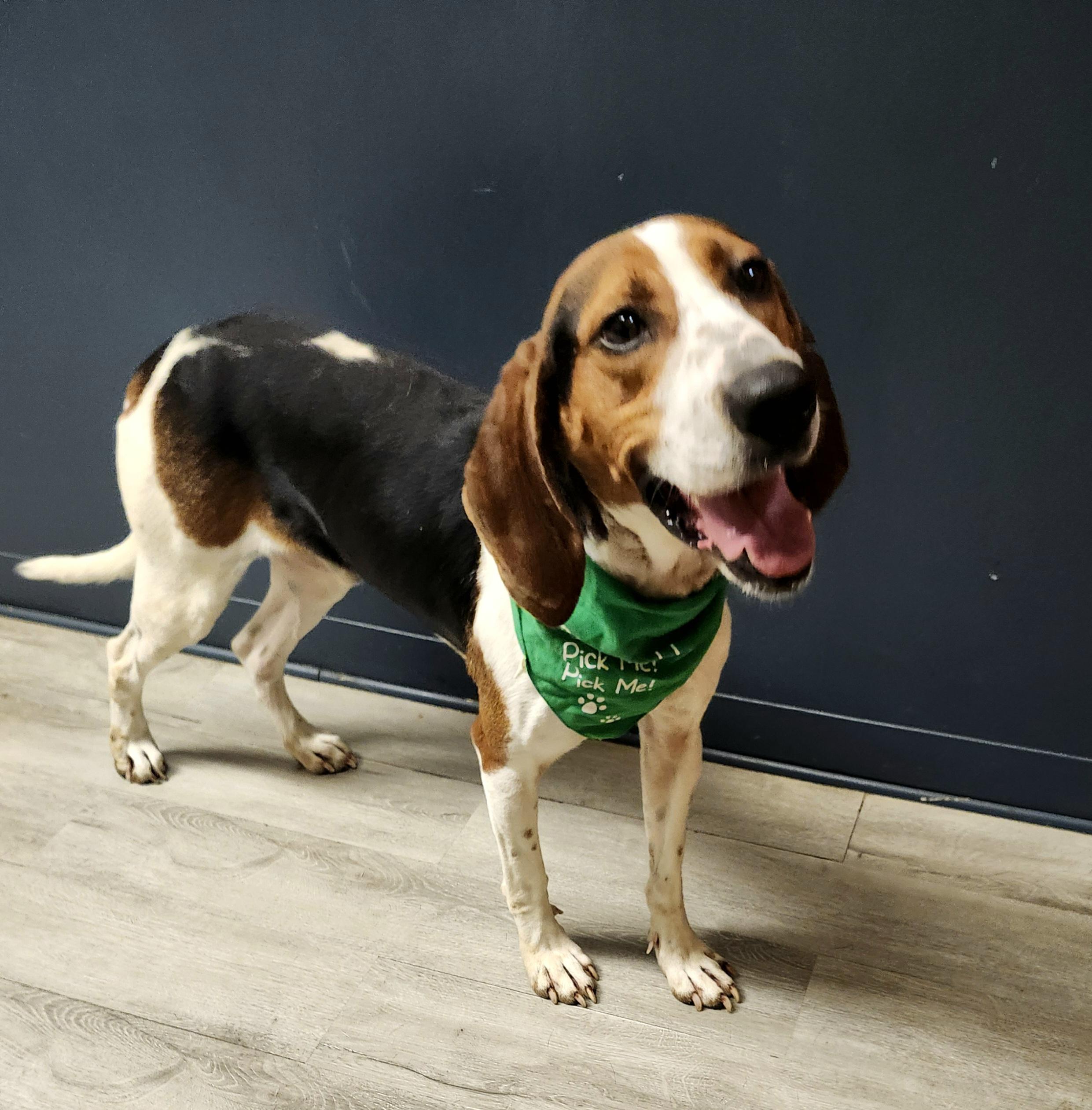 Enlarge Ol' Red, an adopted Treeing Walker Coonhound in Mansfield, OH image 3/4