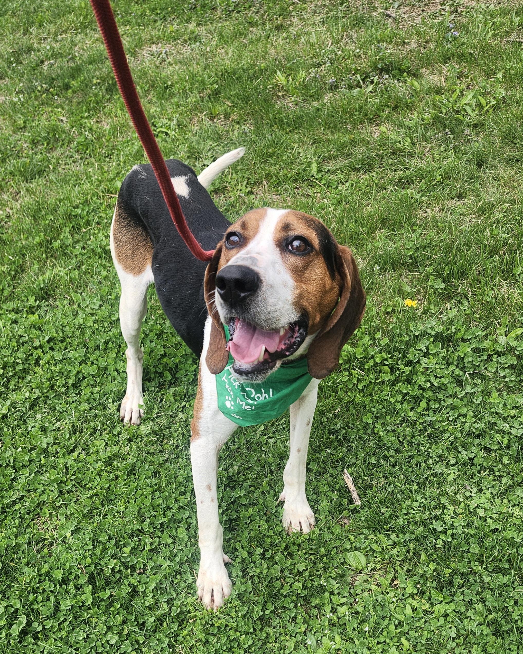 Ol' Red, adopted, Young Male Treeing Walker Coonhound.