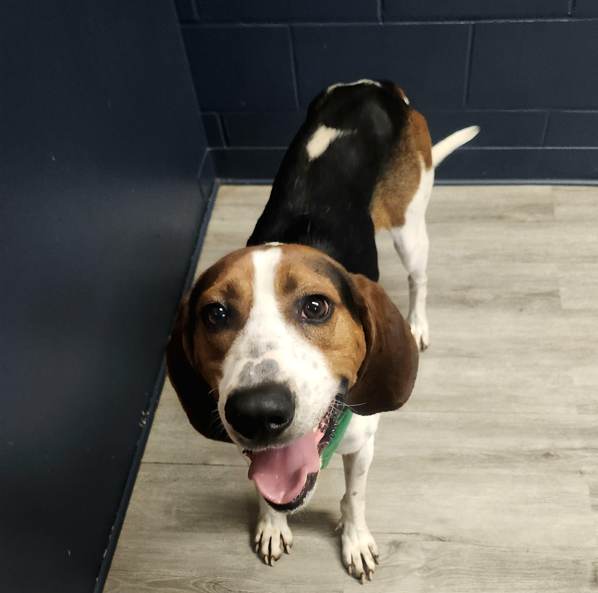 Enlarge Ol' Red, an adopted Treeing Walker Coonhound in Mansfield, OH image 2/4