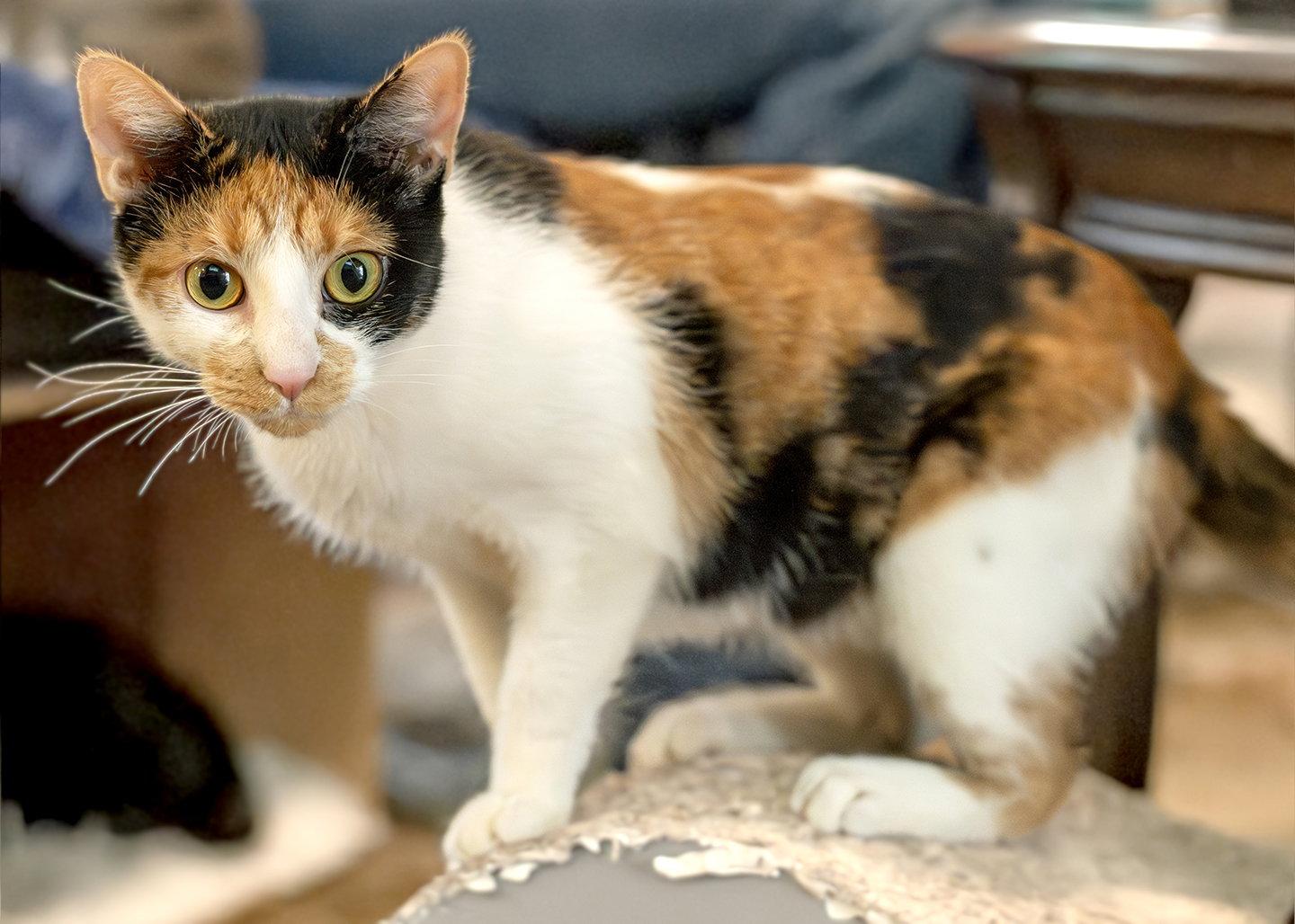 Daisy Howell, a Adoptable mixed breed in Buford, GA image 1/3