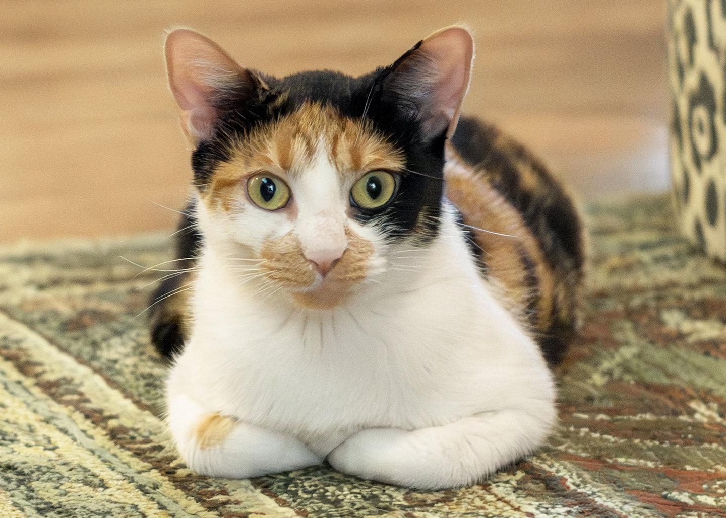 Daisy Howell, a Adoptable mixed breed in Buford, GA image 2/3