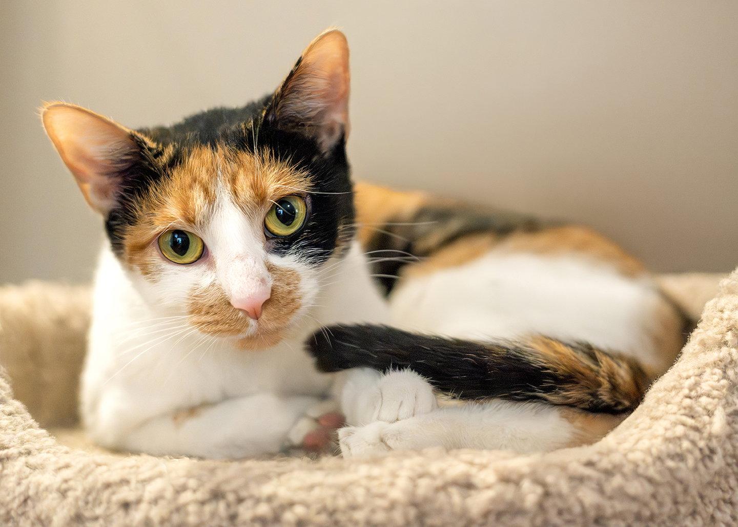 Daisy Howell, a Adoptable mixed breed in Buford, GA image 3/3