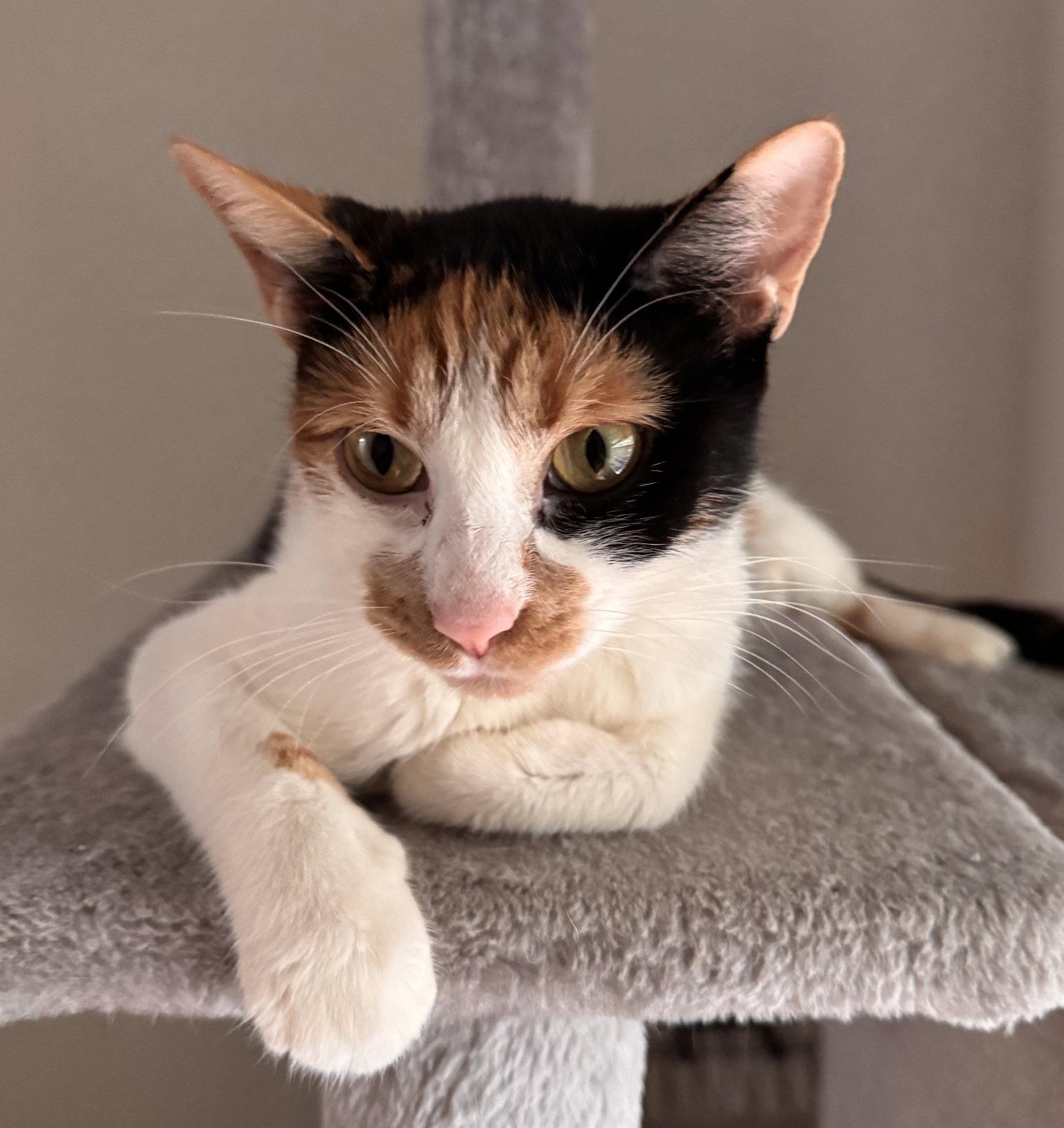 Enlarge Daisy Howell, a Adoptable mixed breed in Buford, GA image 2/2